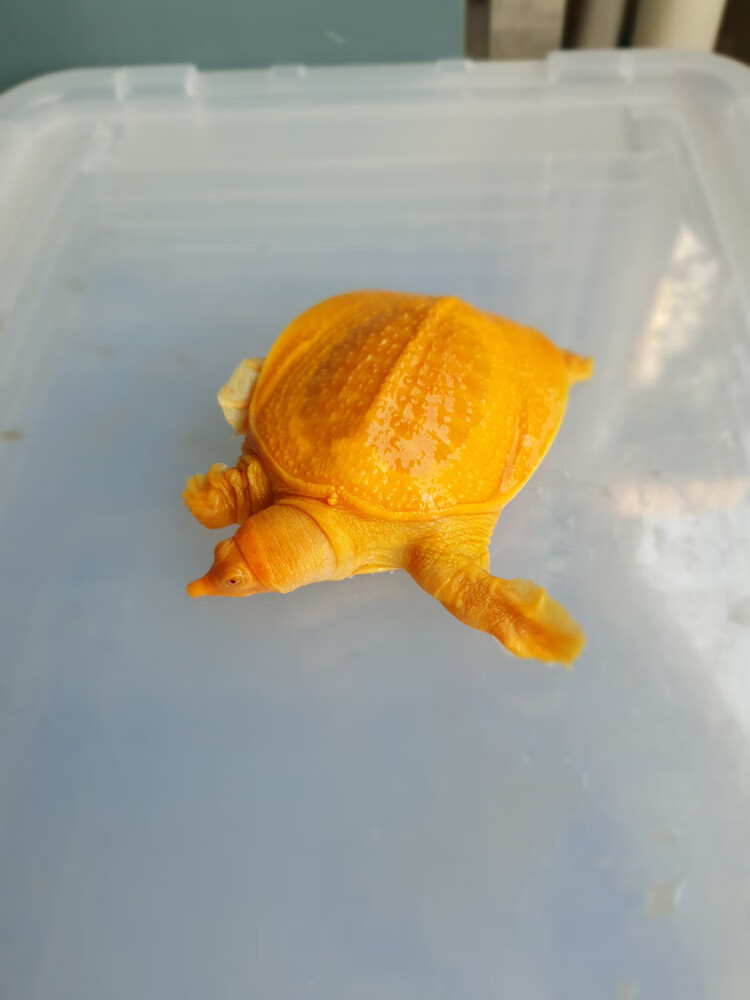 萌萌哒红眼白化鳖变异鳖变异王八甲鱼苗黄金甲鱼山瑞黄金鳖苗珍珠鳖