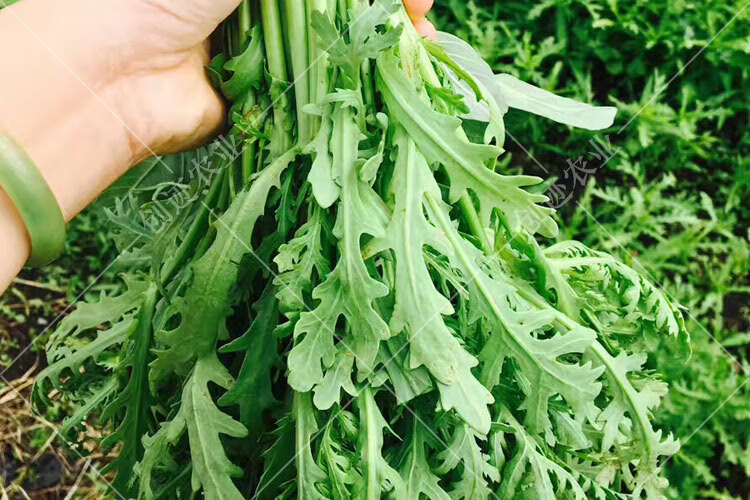 小叶茼蒿种子种籽高产四季播农家蔬菜种孑易种植盆栽蔬菜大叶茼蒿180