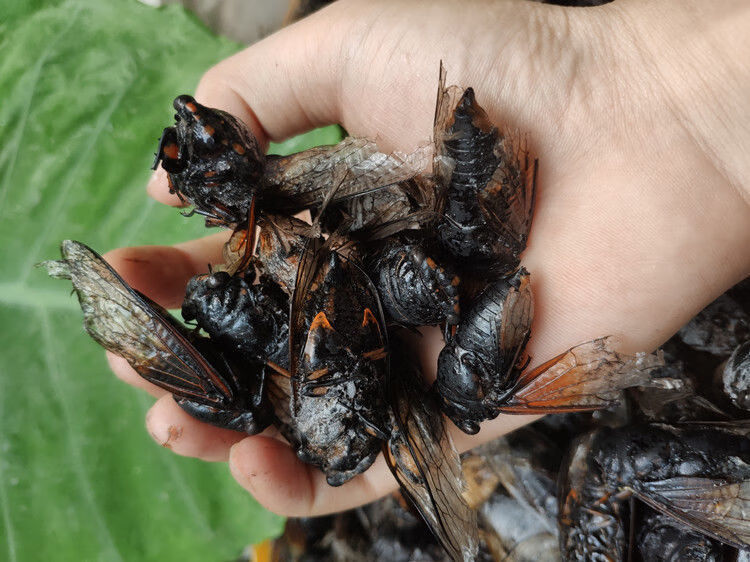 橙伯乐猴黑蝉 速冻黑蝉 1斤-4斤 多规格 老蝉成蝉食用 黑知了 3000克6