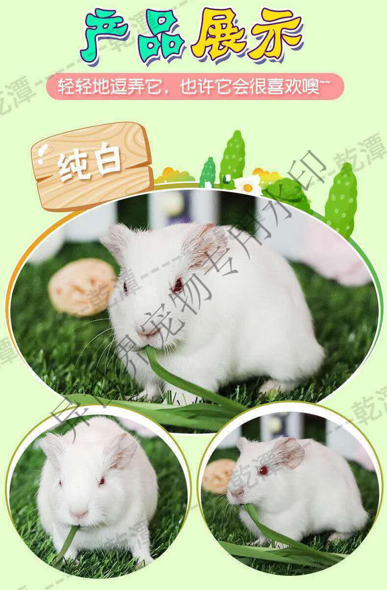 家养宠物荷兰兔豚猪荷兰猪活体饲料花毛豚天竺鼠活物黑豚彩豚白豚 纯