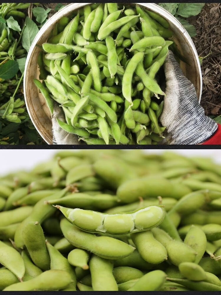 新鲜毛豆带壳生青豆当季蔬菜生豆子现摘现发豆荚5斤带壳毛豆纸箱发货