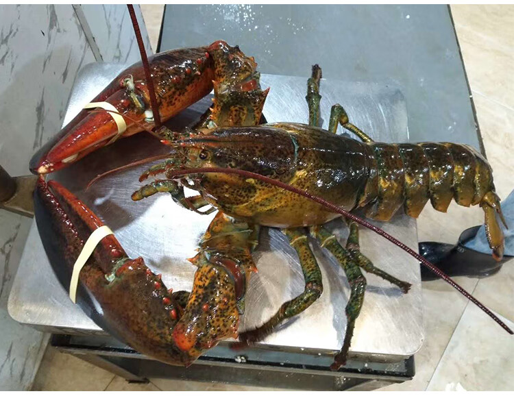 棠鲜生波士顿龙虾海鲜水产大龙虾9斤左右