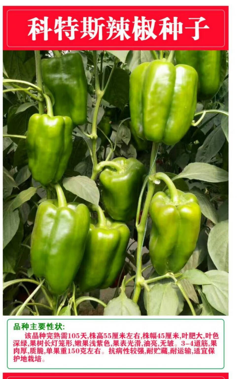 甜椒种子苗方椒菜椒青辣椒种籽高产抗病温室春季四季盆栽绿彩椒苗3盆