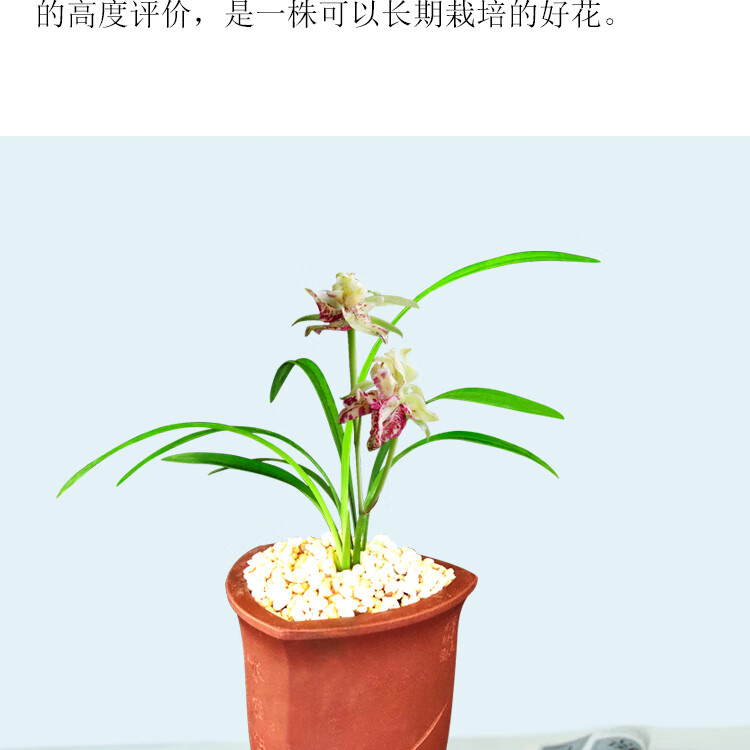 建兰兰花四季五岳麒麟浓香花卉盆景盆栽土绿植带草植物花苞名贵苗