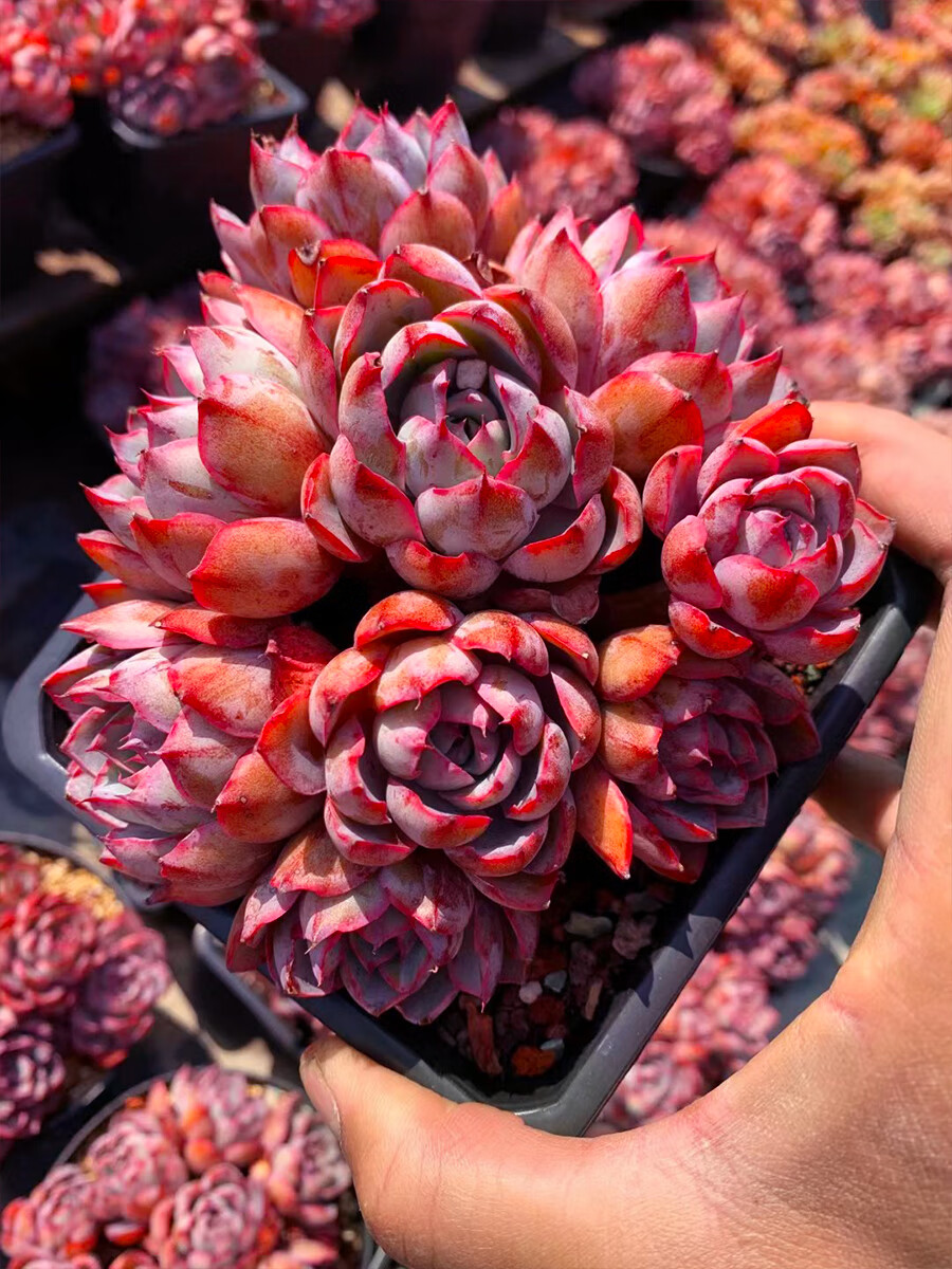 赫拉多肉植物三仙晚霞杂莲座一物一拍阳台绿植花卉盆栽向阳派园艺 180