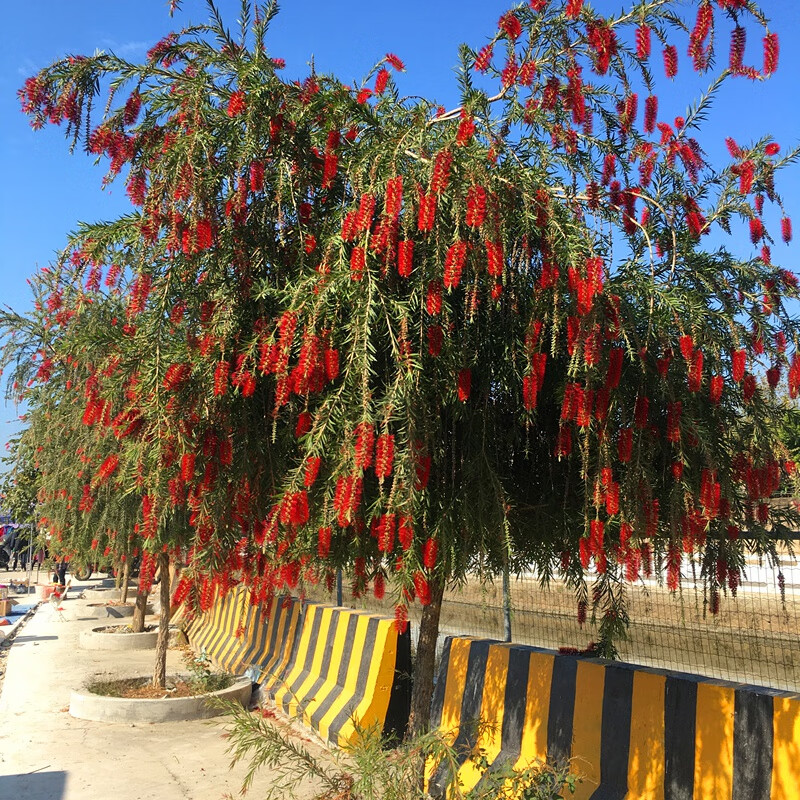 红千层图片 花语图片