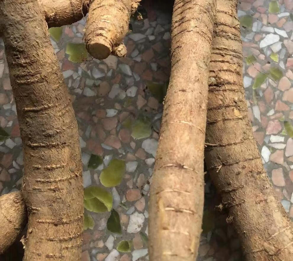 北京同仁堂原料野生现挖新鲜牛大力薯根干货中药材酒煲汤材料内廷上用