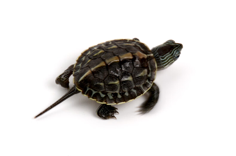 宠物乌龟花龟小型乌龟苗活体杂食性好养活物珍珠龟 8-10cm【1只】