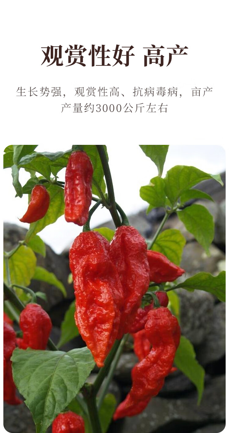 印度魔鬼椒辣椒种子种籽超辣高产夏季南方种四季蔬菜种苗种孑籽种 黄