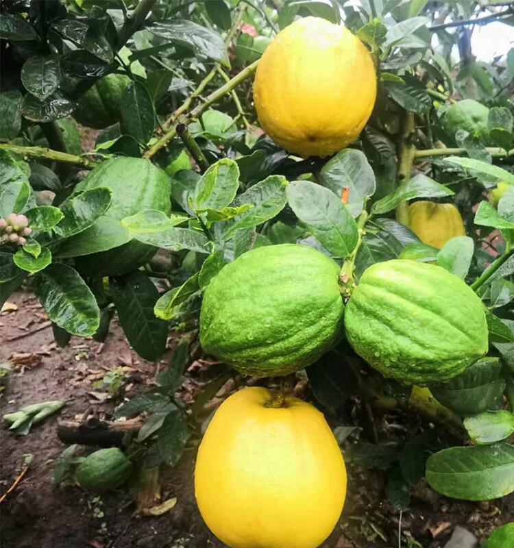云南大理香缘大果新鲜香橼果水果 农家自种香园 现摘现发 不常见水果