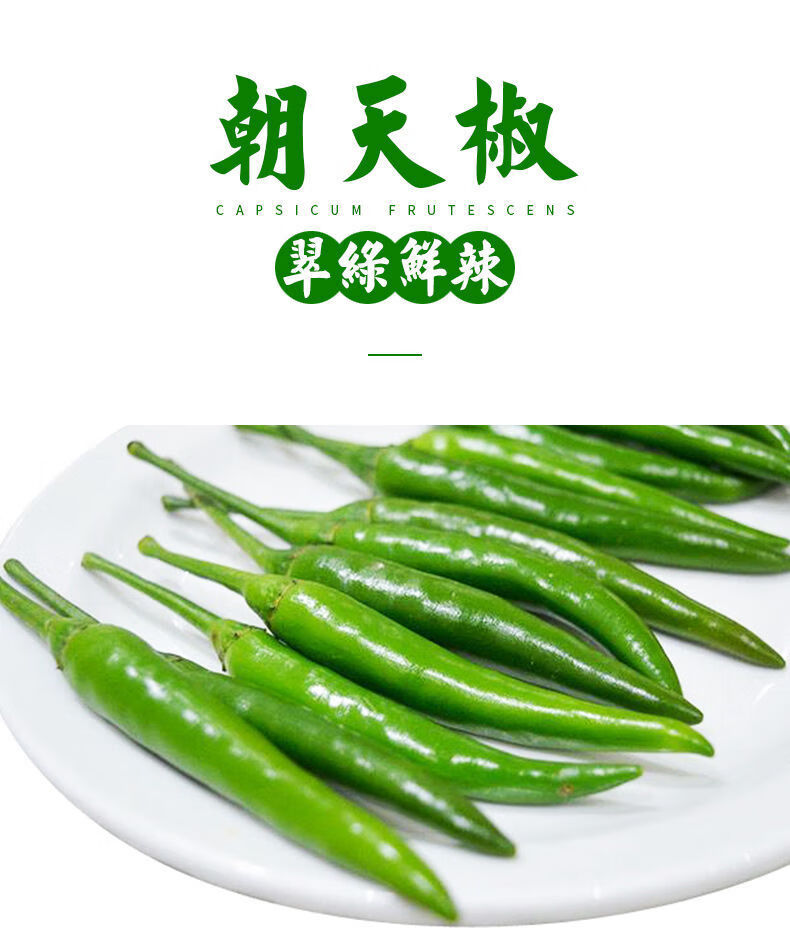 新鲜现摘特辣青朝天椒500g小米辣椒批发爆辣小尖椒剁椒农家小青米辣椒