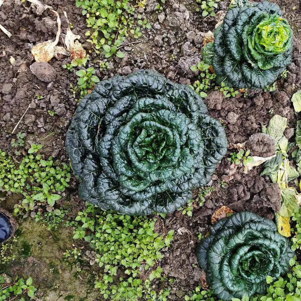 信研墨冠黑心乌种子耐寒乌塌菜种子籽黑白菜秋冬黑菜蔬菜种子籽孑 20