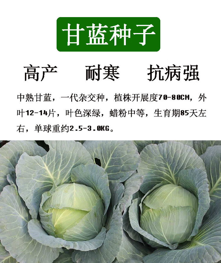 京丰一号甘蓝种籽特大卷心包菜莲花白秧子高产春夏冬四季蔬菜种孑