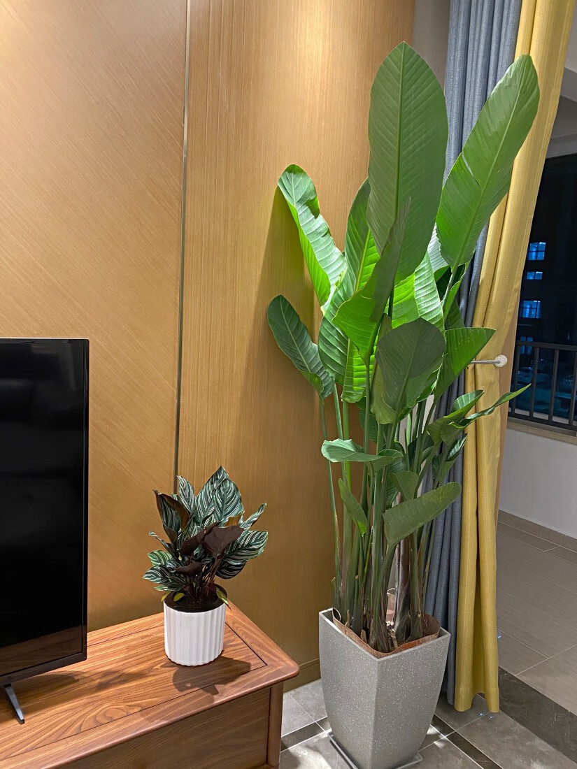 网红天堂鸟鹤望兰尼古拉大型花卉绿植盆栽客厅净化空气广州基地发 1.