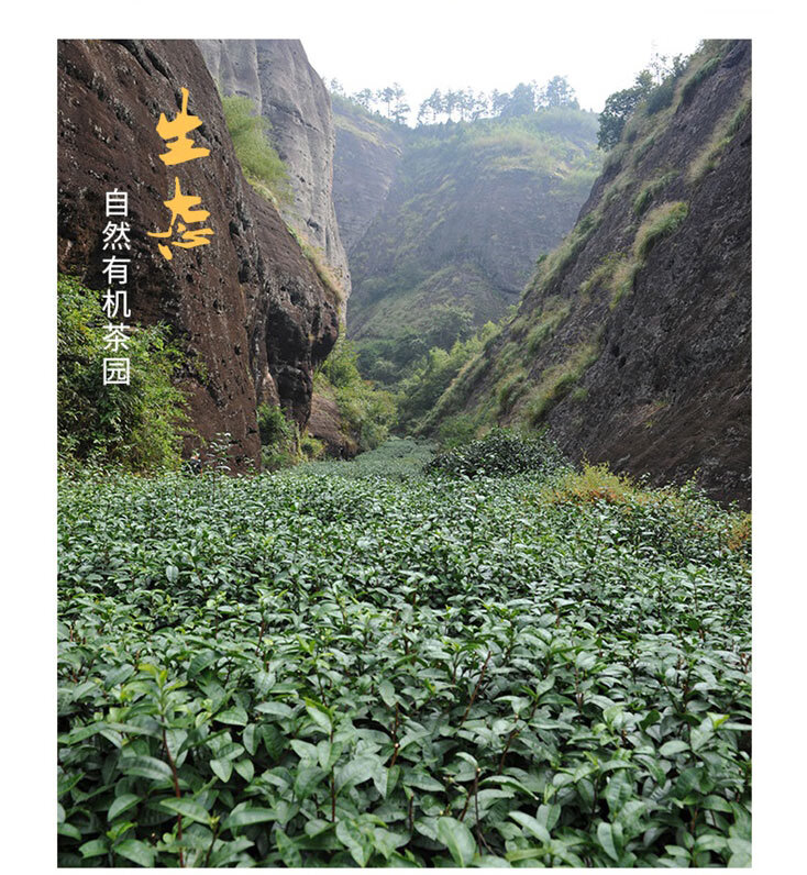 马头岩肉桂茶 武夷山正岩大红袍肉桂茶叶 品鉴装20g【图片 价格 品牌