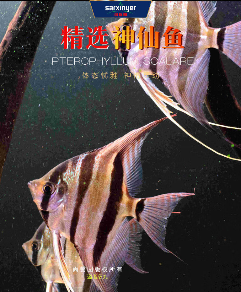 观赏鱼神仙鱼燕鱼红头三色水族云石秘鲁群游热带鱼淡水活体随机神仙鱼