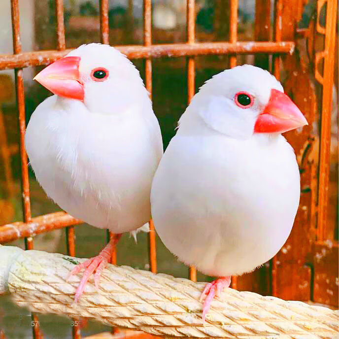 特色驼色文鸟活体幼鸟银色文鸟活体鸟宠物鸟文鸟观赏鸟灰文鸟活体