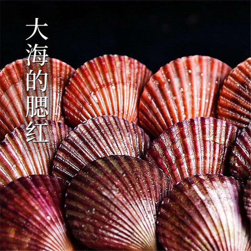 扇贝鲜活新鲜港湾贝带壳超大扇贝海鲜水产海捕贝类超大号三斤个头大肥
