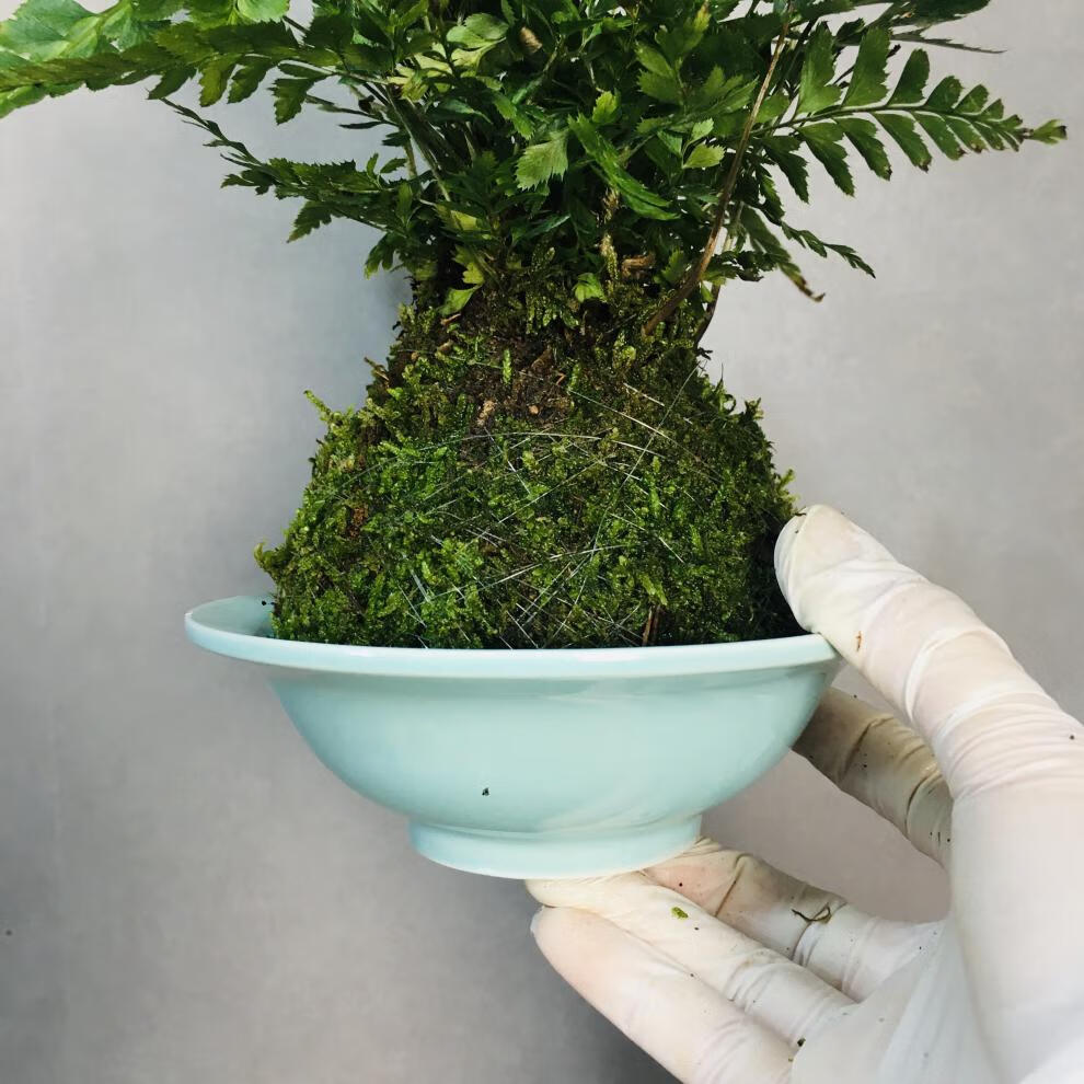 苔蘚球苔玉蕨類室內水培綠植盆栽 吉姆蕨 不含盆【圖片 價格 品牌