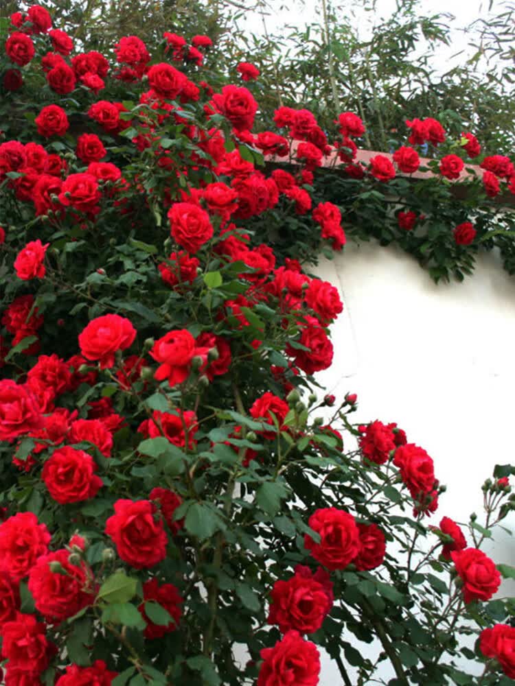 耐热室外蔷薇花苗四季种易活爬墙爬藤开花月季花花种常年庭院浓香