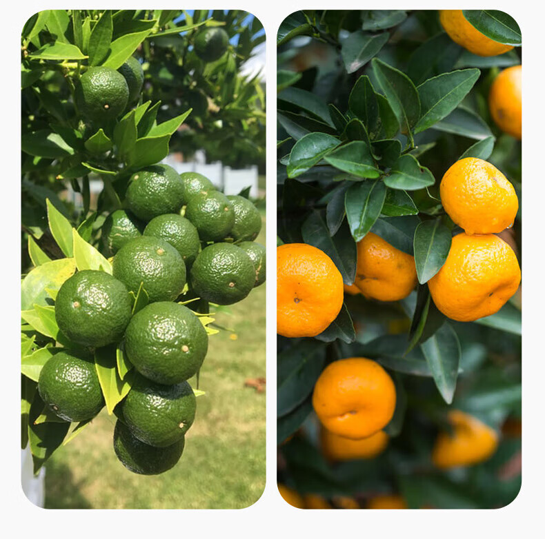 桔子树苗 沙糖桔树苗地栽盆栽桔子苗南方北方种植橘子树苗柑桔果树