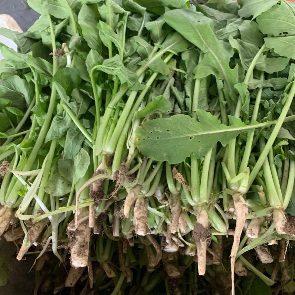 萝卜苗 青萝卜叶菜 萝卜叶菜 嫩萝卜叶子菜(1斤)【图片 价格 品牌