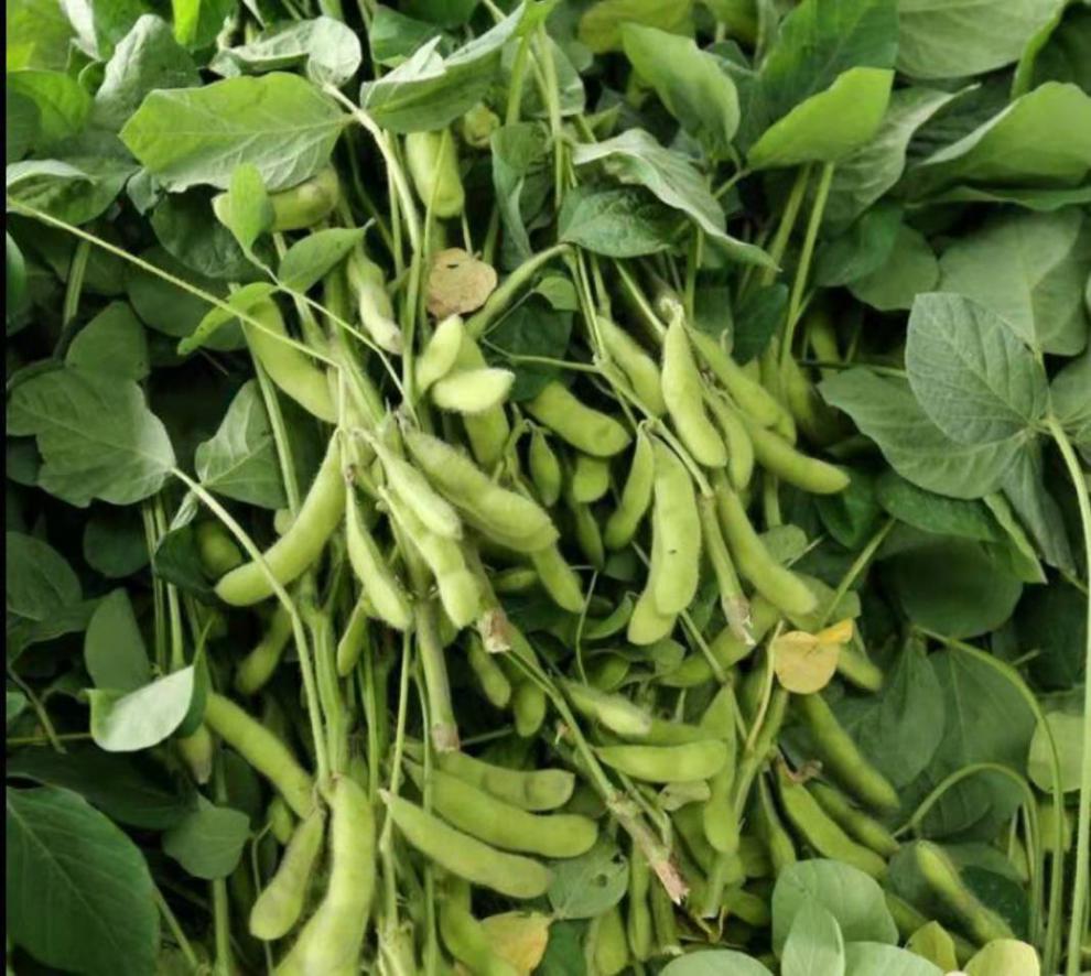 净樱毛豆新鲜毛豆带壳毛豆荚毛豆角青毛豆毛豆批发现摘 1斤纸箱包装