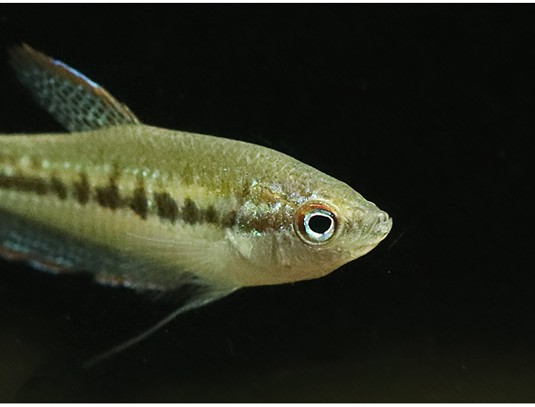 族萃扣扣鱼mini七巧丽丽迷你丽丽叩叩越南泰国进口原生斗鱼热带鱼活体