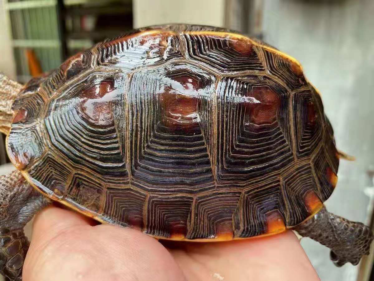 浙皖南半水龟宠物观赏台缘大陆缘招财镇宅 安缘大亚成10-15厘米【图片