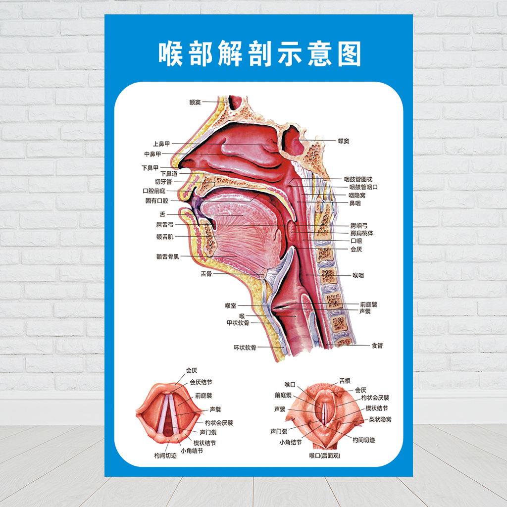 耳鼻喉关系图图片