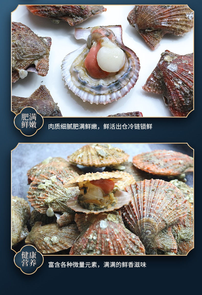 扇贝鲜活新鲜带壳大港湾贝 现捞海鲜水产贝类顺丰 四斤款【图片 价格