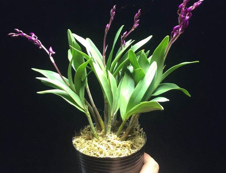 澳洲香水石斛兰带花苞铁皮四季室内懒人水培花带正宗养花花水可可