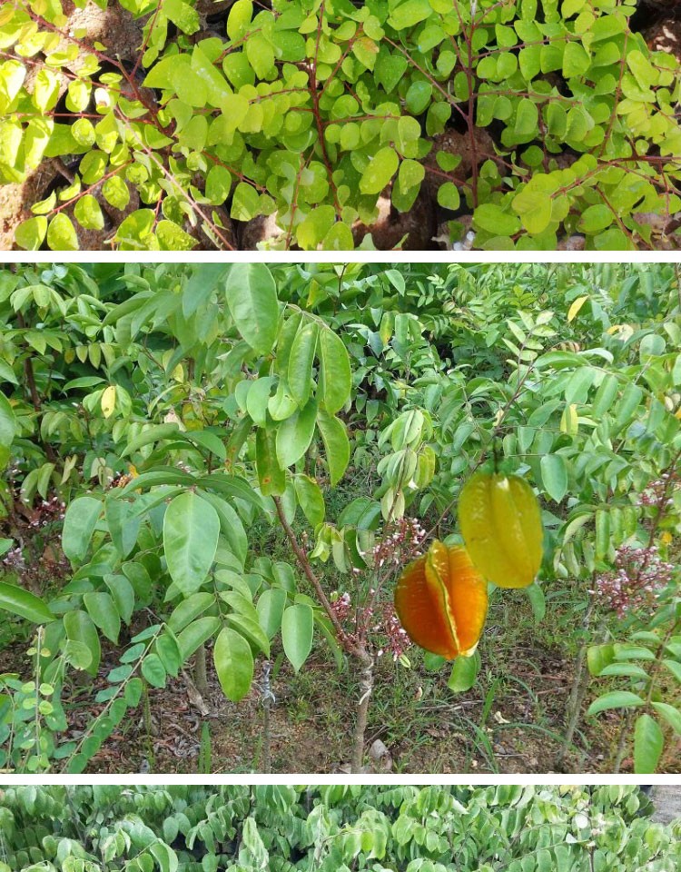 杨桃苗正宗马来西亚甜杨桃树苗四季结果红杨桃 洋桃 阳桃盆栽水果树苗