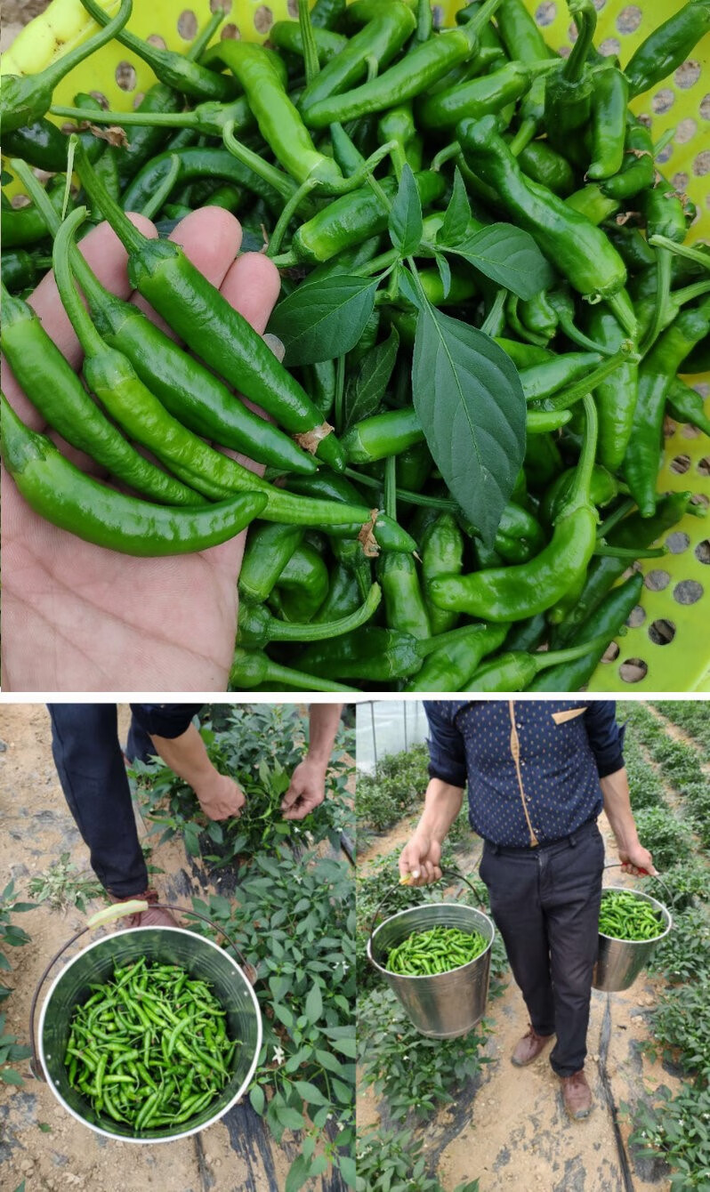 正宗辣椒旗舰店湖南特产新鲜产地现摘现发泡沫箱保鲜1000克