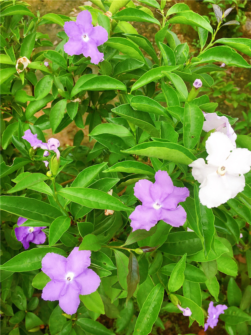 双色茉莉花盆栽香型四季变色鸳鸯番茉莉花苗绿植物花卉高60cm大冠幅带