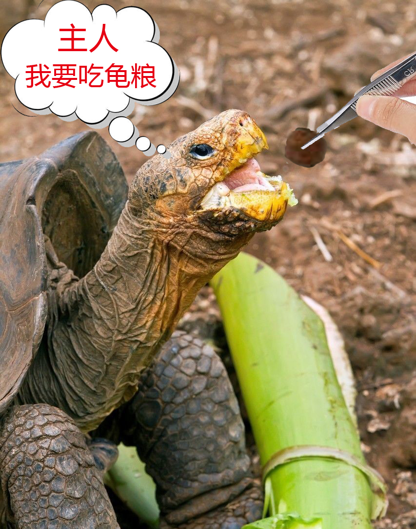 龟粮石金钱乌龟饲料鳄龟粮巴西龟料小甲鱼苗饲料水陆幼龟鱼虾干龟大