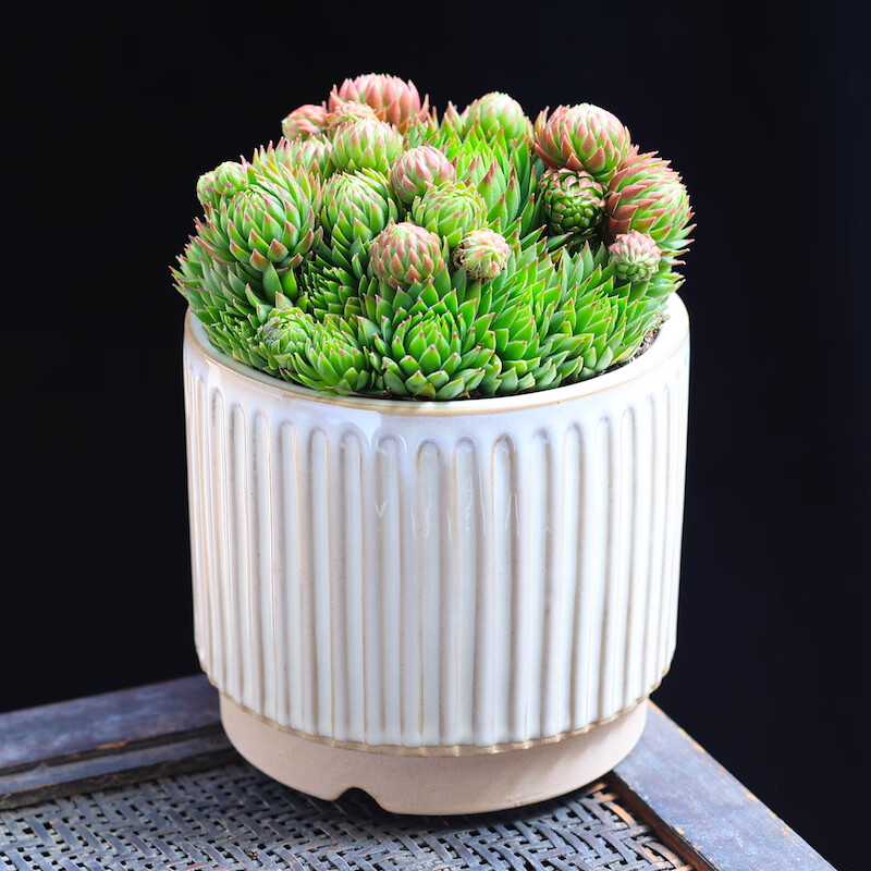 橘子球多肉植物盆栽花卉绿植老桩室内组合植物云南直发长生草多肉橘子