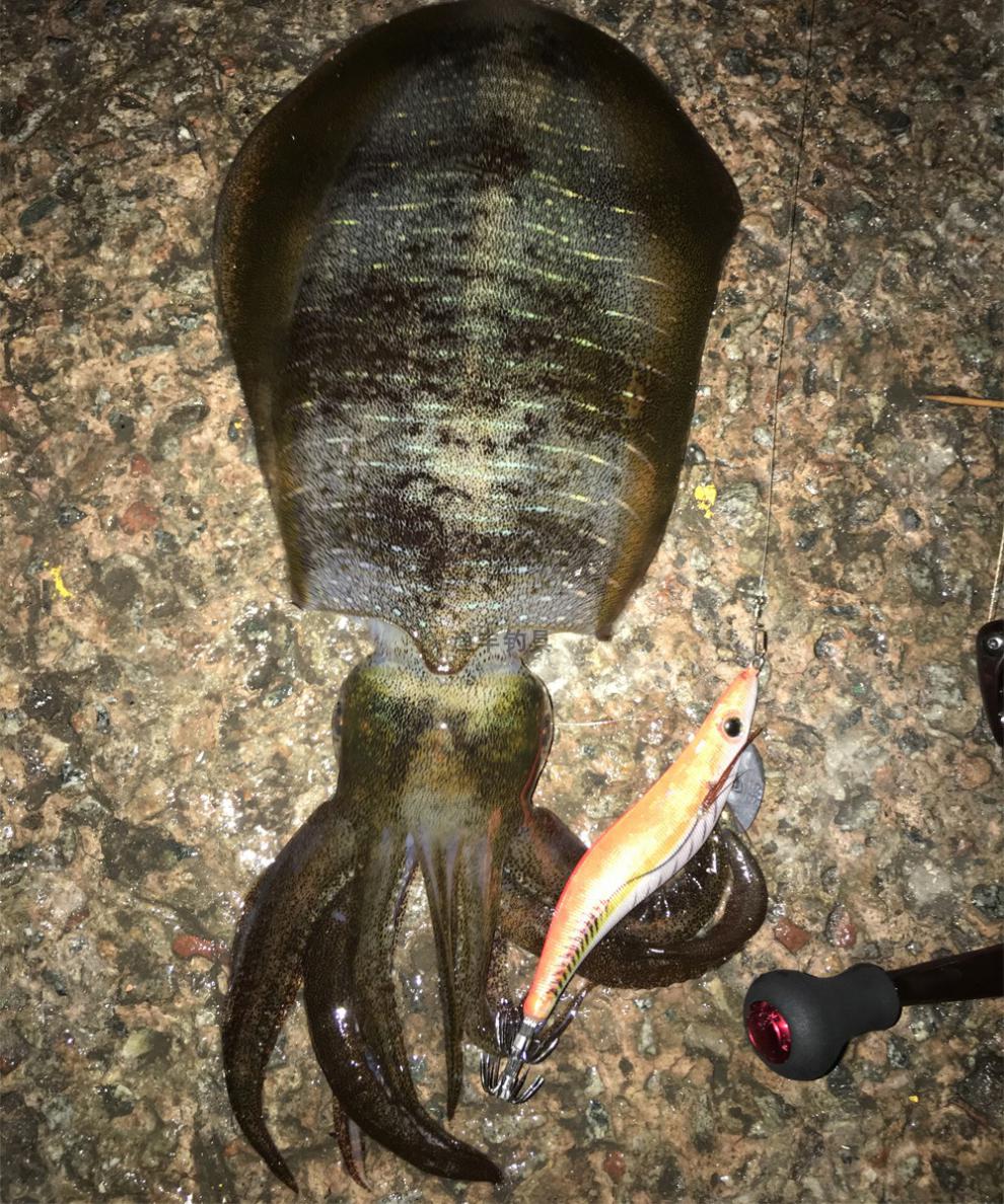 墨将一代夜光木虾鱿鱼钩路亚海钓鱿鱼饵大尾鱿章鱼墨鱼饵egi 3.