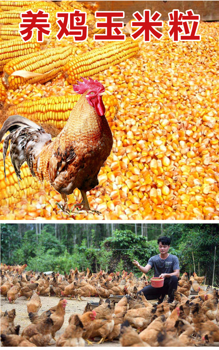 芊阙养鸡玉米粒鸡用家禽饲料粮食小中大鸡养殖专用喂鸡鸽子颗粒宠物2