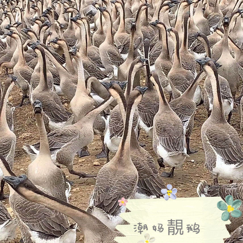鹅广东散养清远黑棕鹅下单整只现杀青年鹅老鹅鹅净重78斤广东省内
