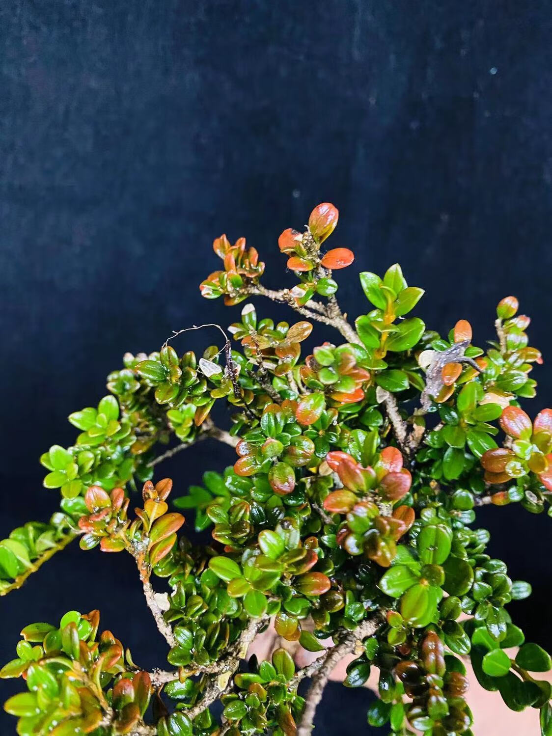 珍珠黄杨1月11号新货盆景盆栽素材小叶片小光亮常绿 16号珍珠黄杨