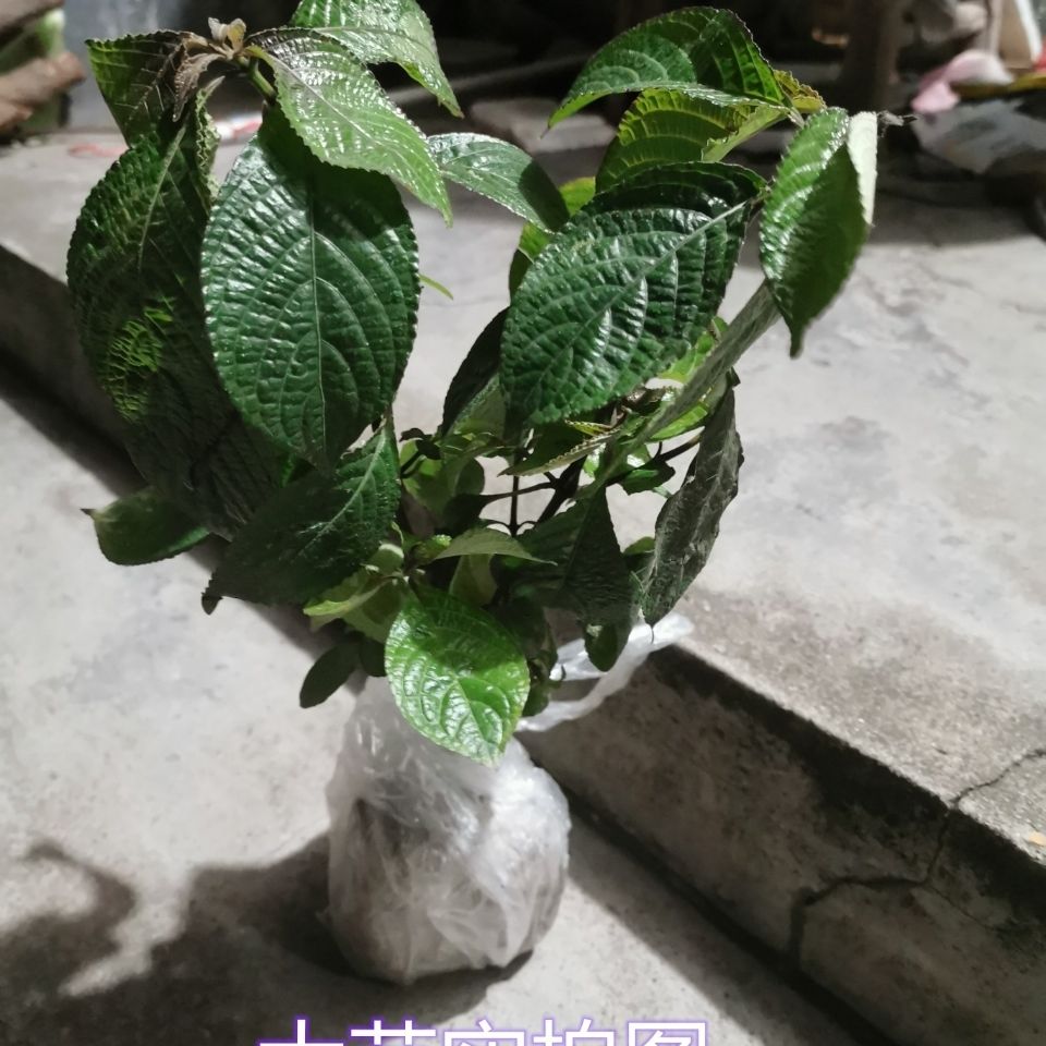 有仁堂促销3棵 黑面将军苗盆栽 马来西亚直立黑面将军种苗新疆西藏专