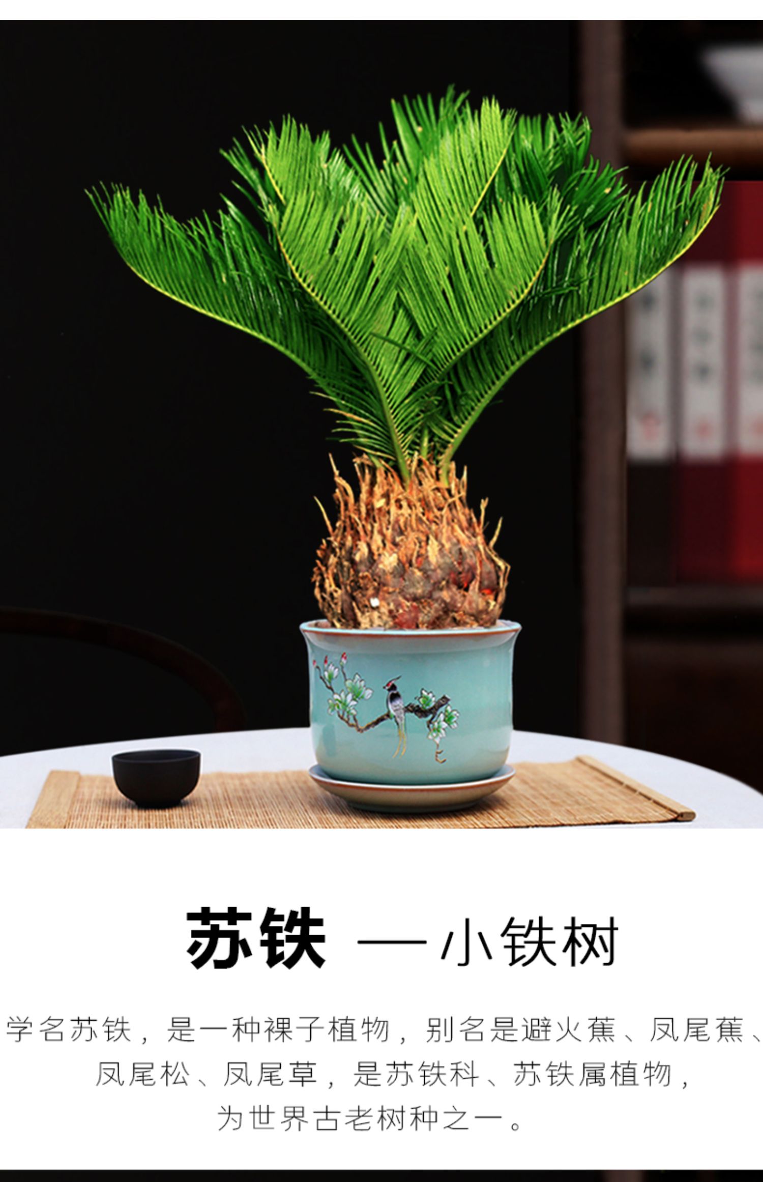 【心头肉】铁树盆栽苏铁小盆景室内桌面好养植物阳台庭院耐寒四季常青