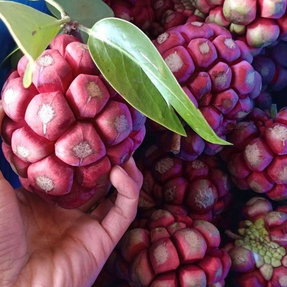 现摘顺丰黑老虎水果新鲜布福娜水果血藤果恶魔果网红果果 精品老虎果5