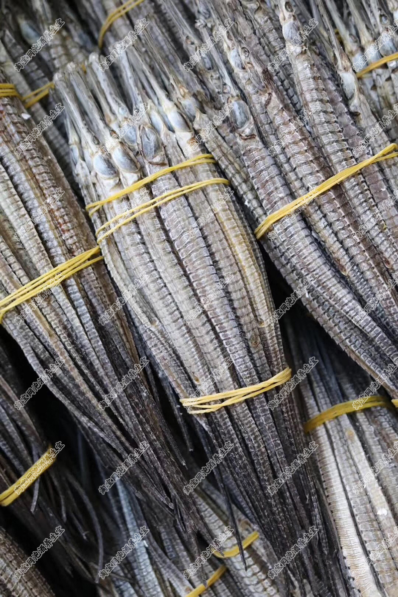 野生渔民自晒大刁六角海龙 天然海产干货中药材泡酒料50g 50克一份