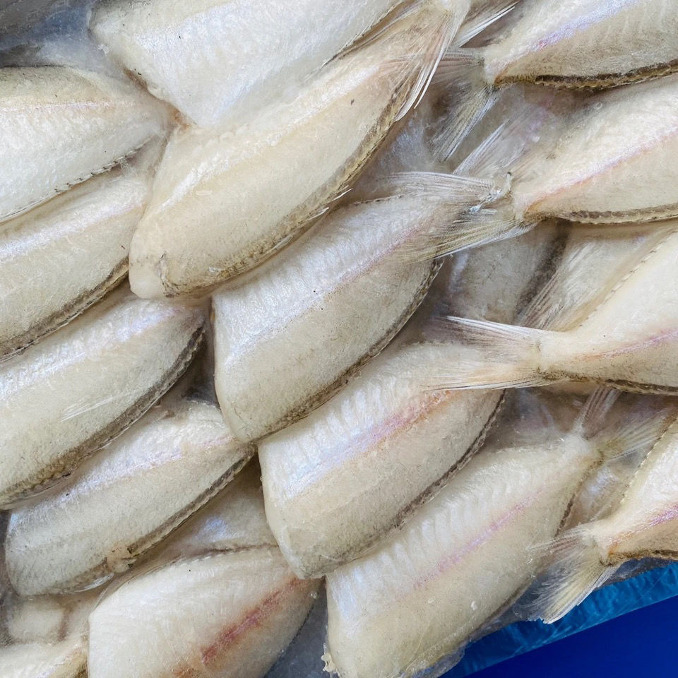 新鮮冷品小耗兒魚玻璃魚馬面魚無頭魚扒皮魚包冰2斤新鮮順豐 火紅芬芳