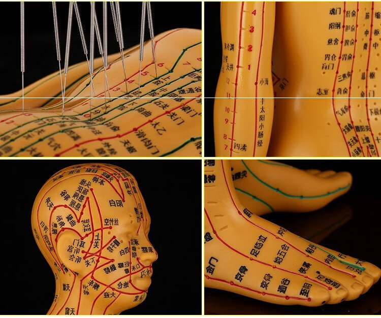 中医小人模特挂图身体针灸塑料人体穴位模型按摩教学硅胶推拿经络 带