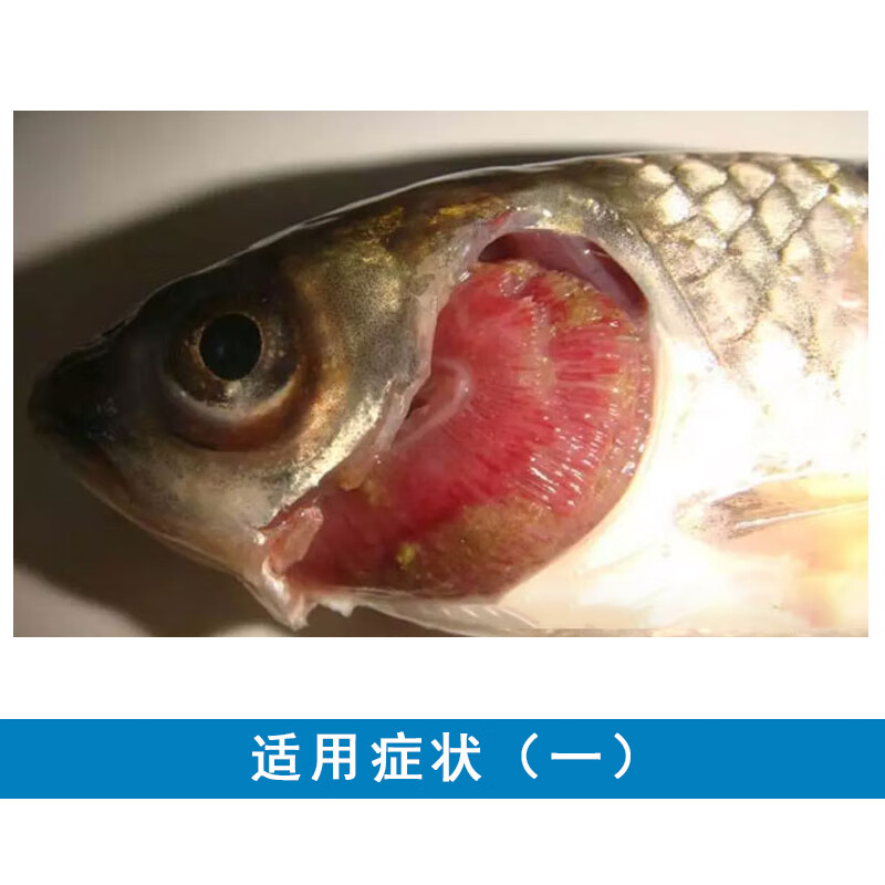 溶液水产鱼药杀指环虫三代虫伪指环虫病指环清鱼塘杀虫净1瓶100ml