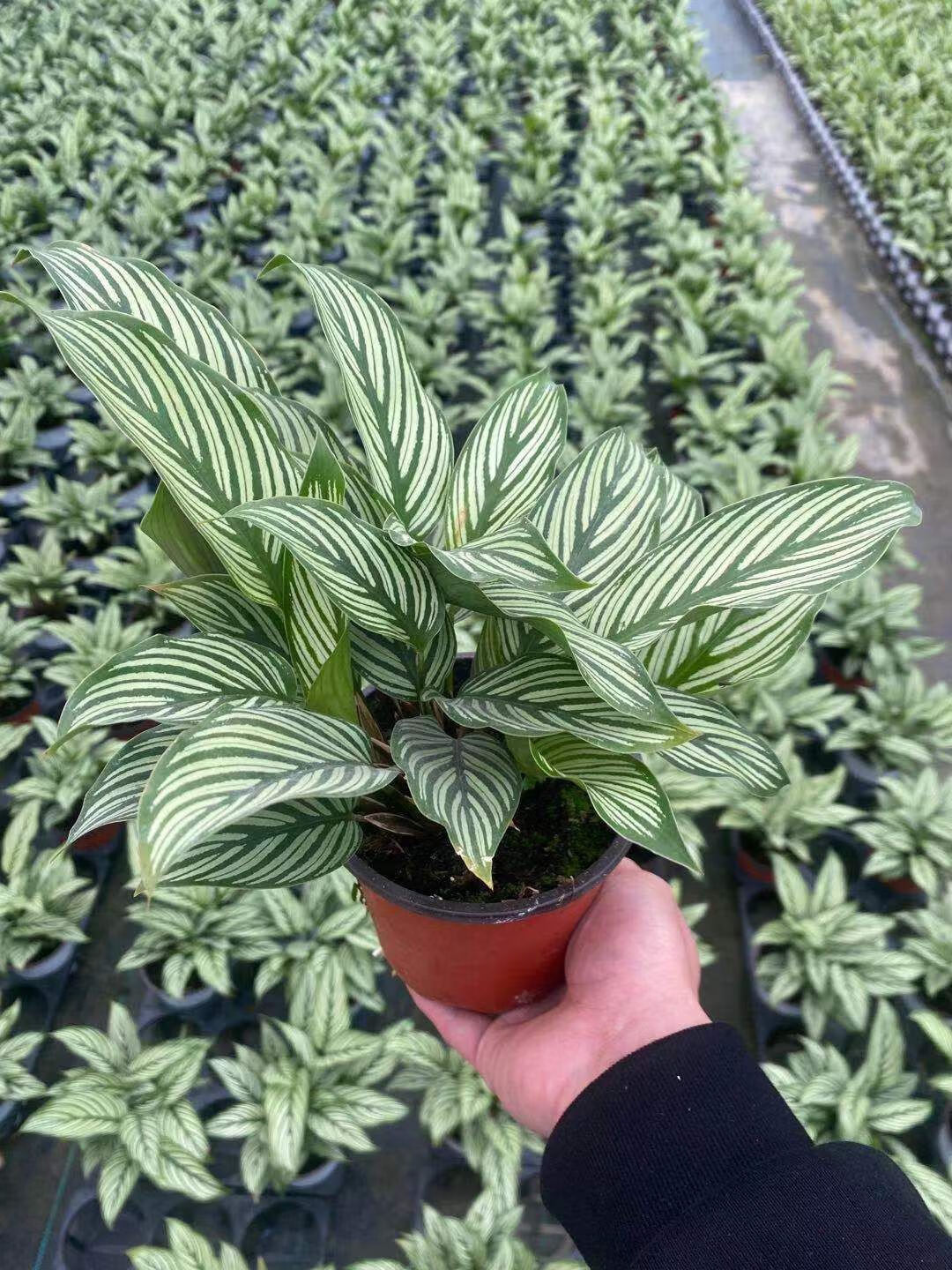 络咚棠轻奢青纹竹芋盆栽室内净化空气花叶观叶植物客厅吸甲醛绿植阴好