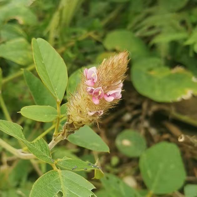 纯野生狸尾草羊咩香干品50g